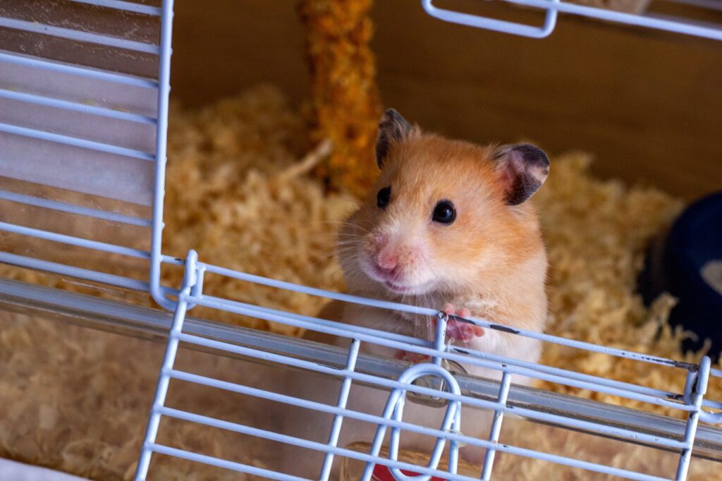 hamster-sírio a espreitar na abertura da gaiola