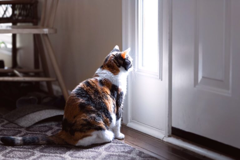 Gato sentado à frente da janela da porta da rua. Os gatos sentem-se ofendidos quando os donos vão de férias?