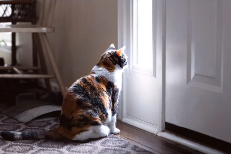Sad, calico cat sitting, looking through small front door window Gato sentado à frente da janela da porta da rua. Os gatos sentem-se ofendidos quando os donos vão de férias?