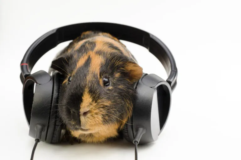 meerschweinchen_geräusche-768×509 Porquinho-da-índia laranja e preto: conheça os sons dos porquinhos-da-índia