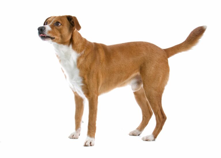 pinscher_1 Pinscher Austríaco adultos em pé sobre um fundo branco