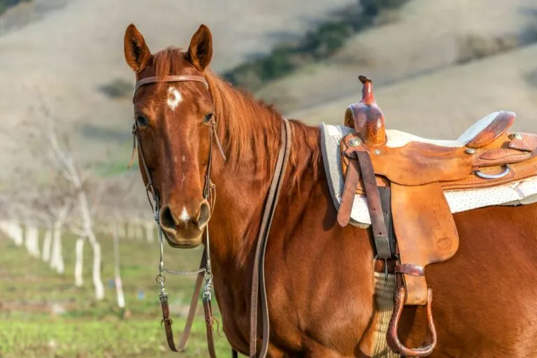 quarter horse_1 quarter horse no campo com acessórios para montar