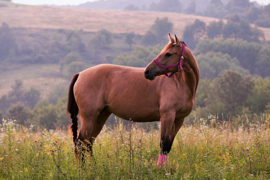quarter horse no campo com acessórios rosa