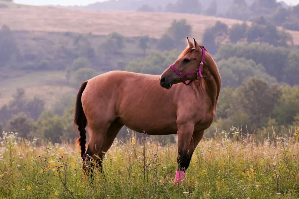 quarter horse_2 quarter horse no campo com acessórios rosa