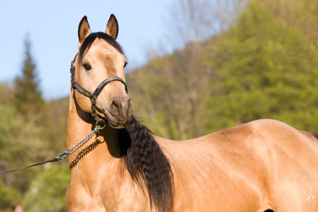 bonito quarter horse creme em pose