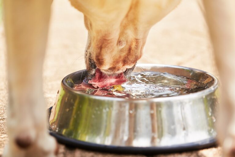 cão a beber água com bebedouro em grande plano