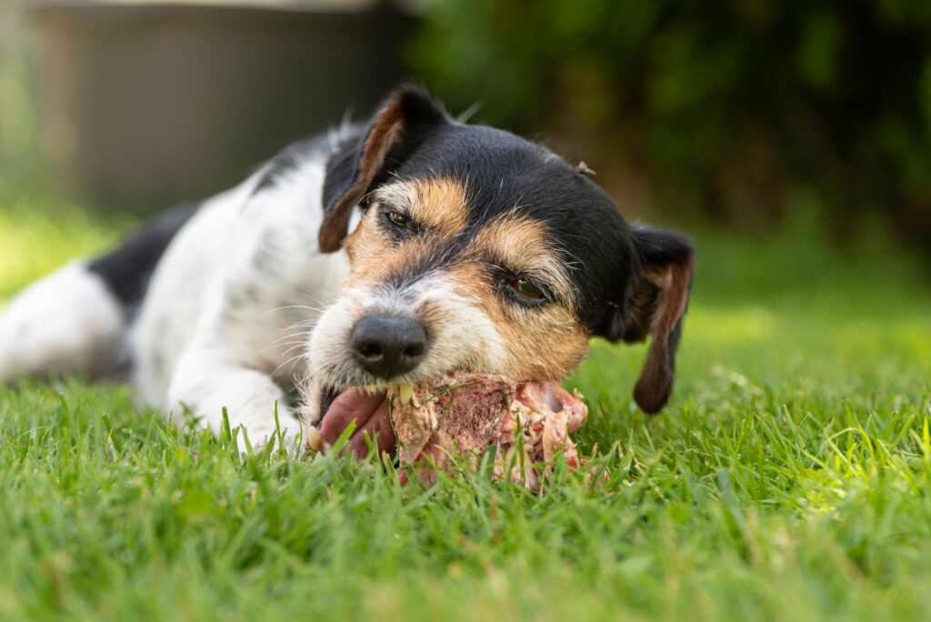 Cão deitado na relva come um pedaço de carne. A ingestão de tecidos crus da tiroide pode causar hipertireoidismo nos cães