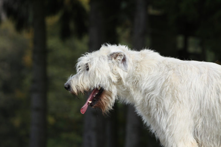 Cão branco a tossir. A tosse nos cães tem diversas causa e por isso deve levar o seu cão ao veterinário