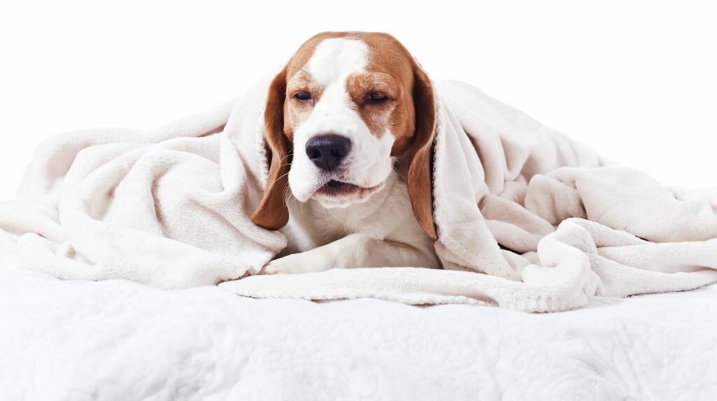 Cão deitado coberto por uma manta branca. O tratamento da tosse nos cães depende da causa