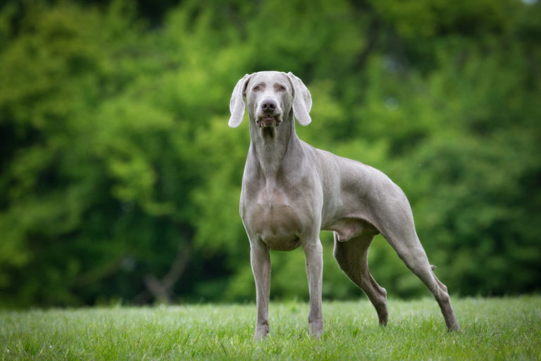 Weimaraner adulto em pé na relva junto a um bosque. A alimentação dos Weimaraner deve ser ajustada de acordo com as necessidades