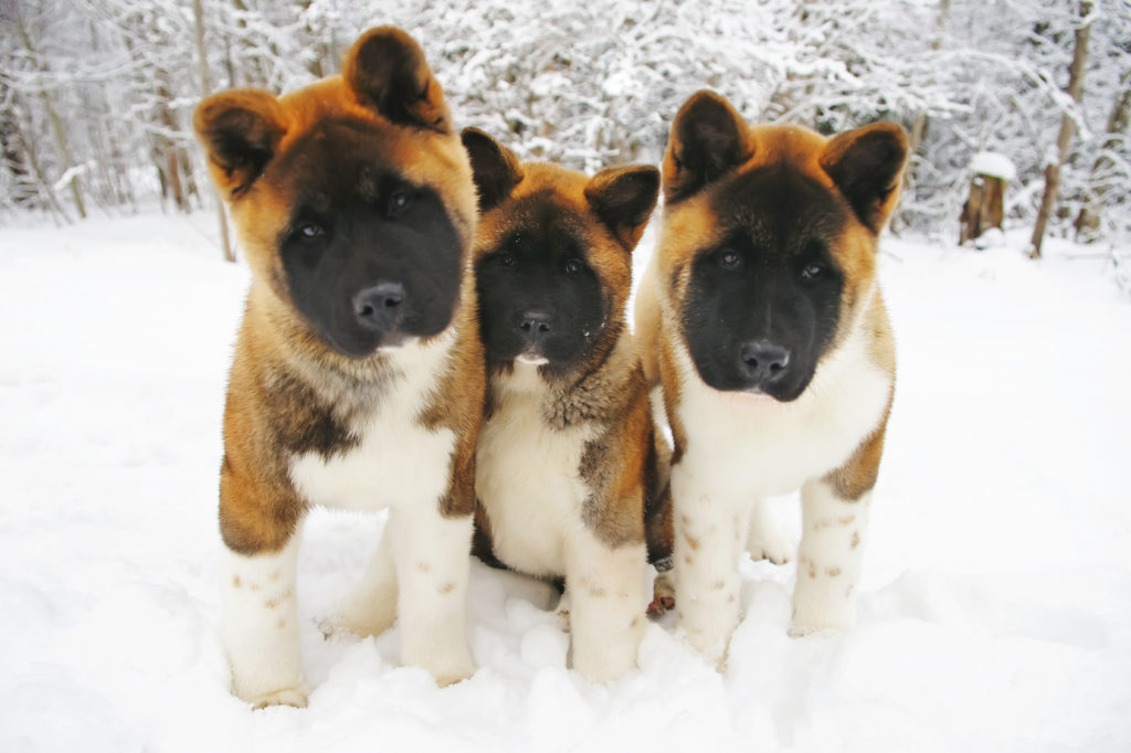 Três Akita Americano em pé na neve