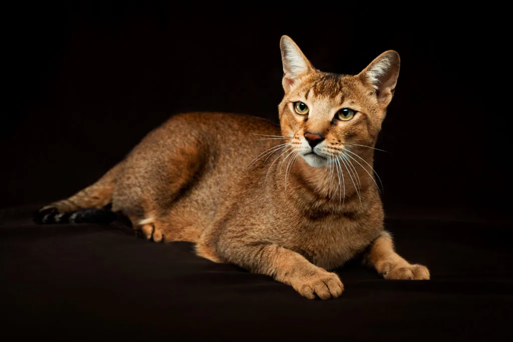 Chausie_2 gato chausie adulto deitado sob fundo preto