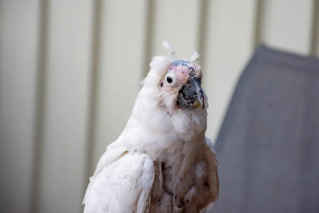 Catatua com a doença do bico e das penas