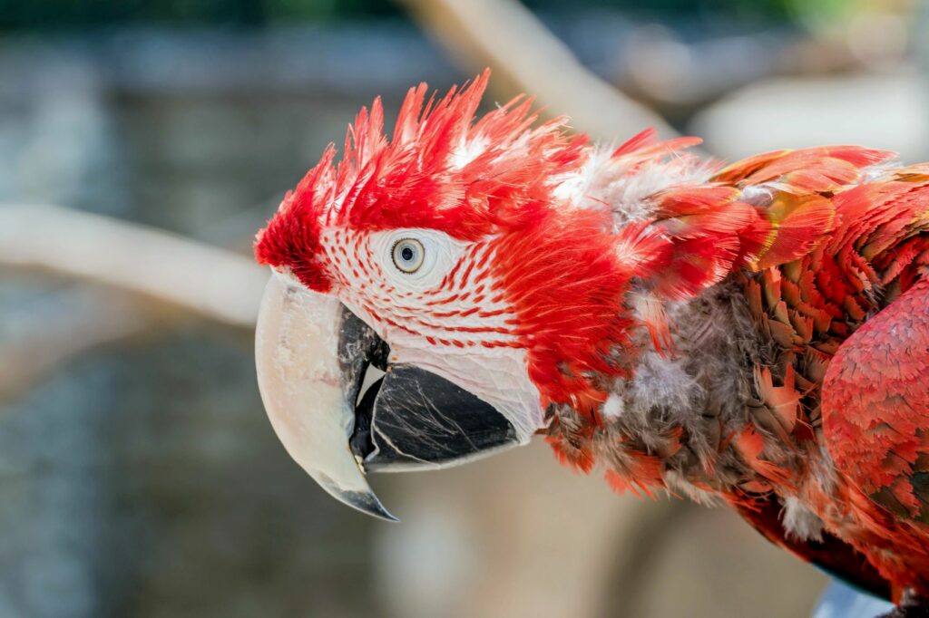 Papagaio com a doença do bico e das penas