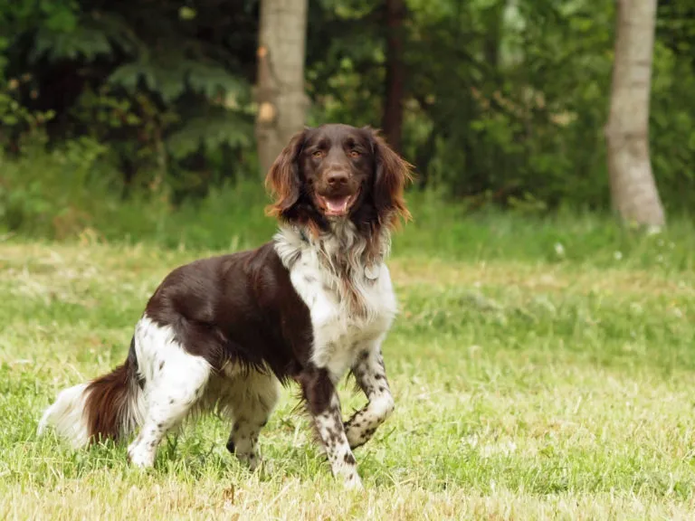 Kleiner Münsterländer Pequeno Münsterländer em pé num parque com relva e árvores