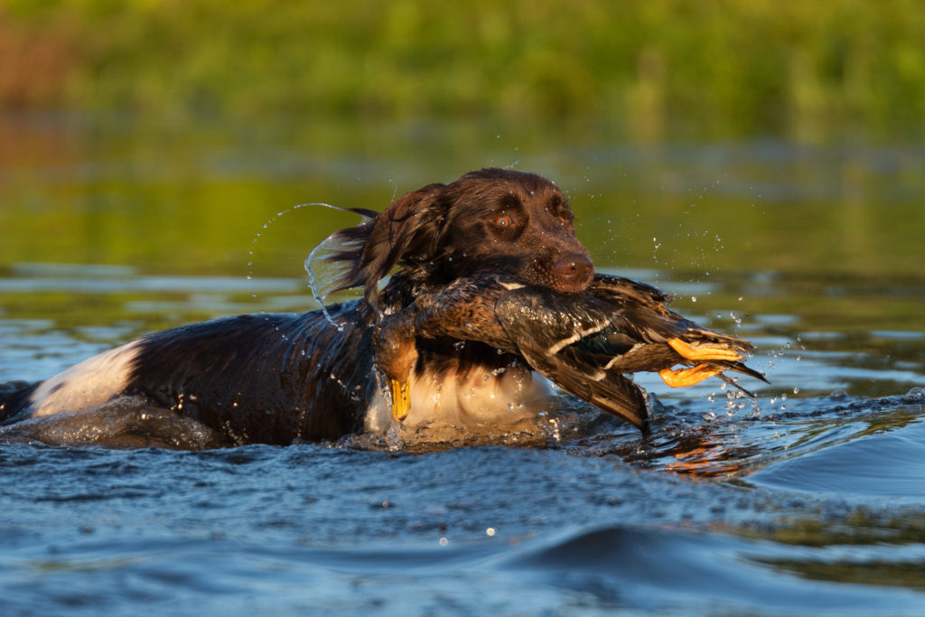 Pequeno Münsterländer na água com um pato na boca