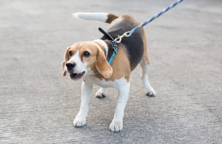 beagle com trela a ladrar
