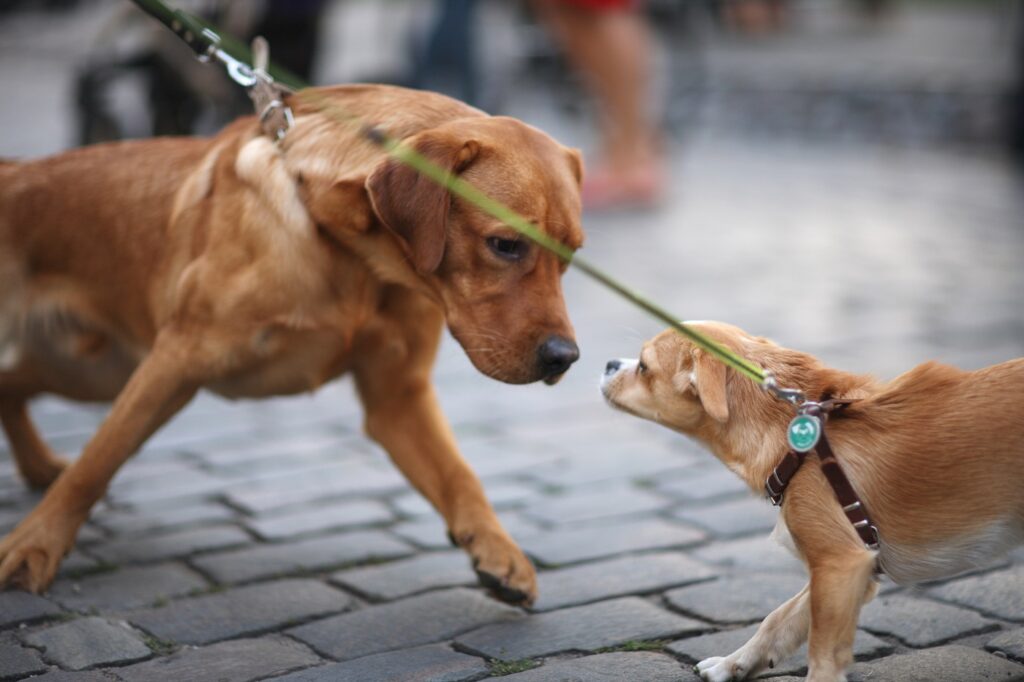 dois cães com trela encontram-se na rua