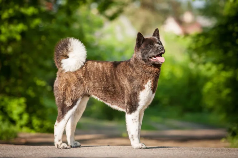 akita americano_1 akita americano branco e castanho de perfil em fundo de floresta