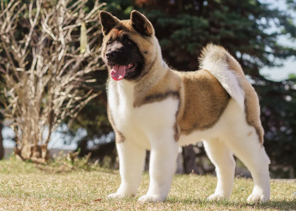 cachorro akita americano castanho e brano com a l&iacute;ngua de fora