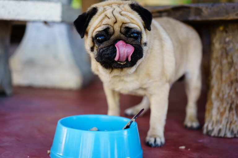 alimentação dos pug_1