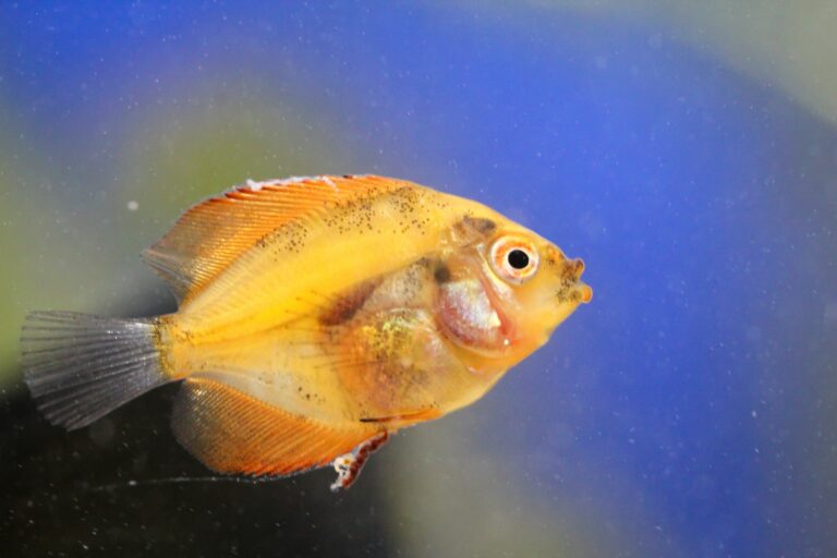 Peixe dourado com sintomas do apodrecimento das barbatanas