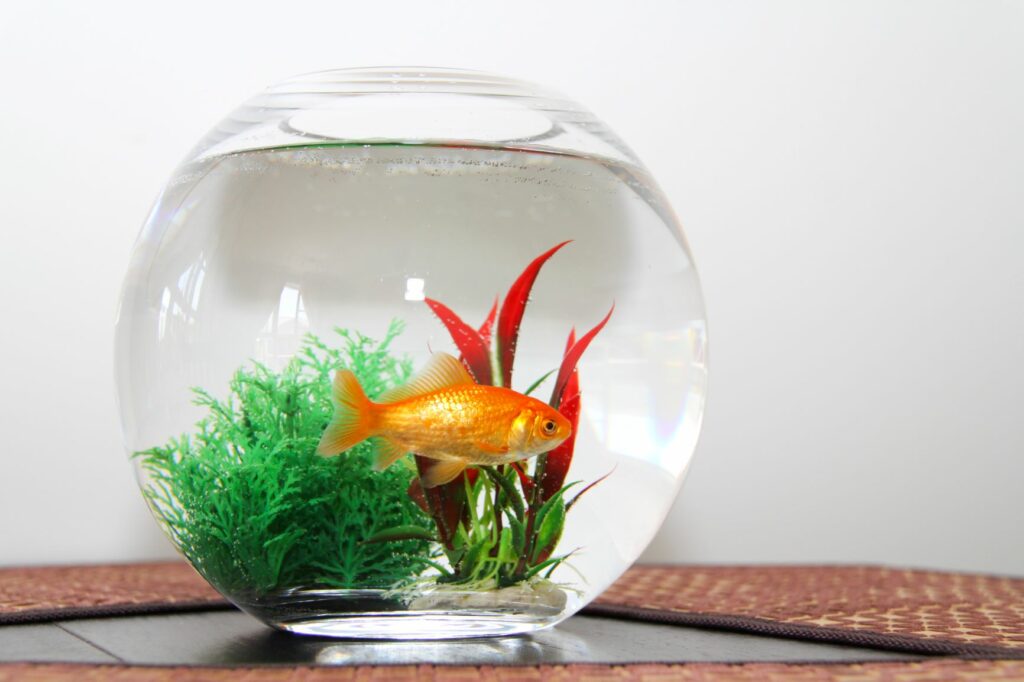 barbatanas_2 Aquário circular com um peixe dourado. Aquários pequenos ou com muitos peixes causam stress, o que pode levar ao aparecimento do apodrecimento das barbatanas.