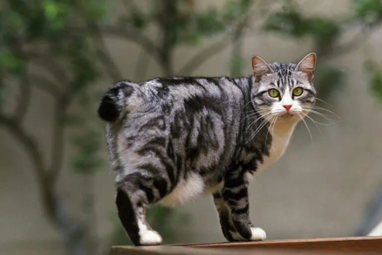 bobtail japonês_1 bobtail japonês adulto malhado