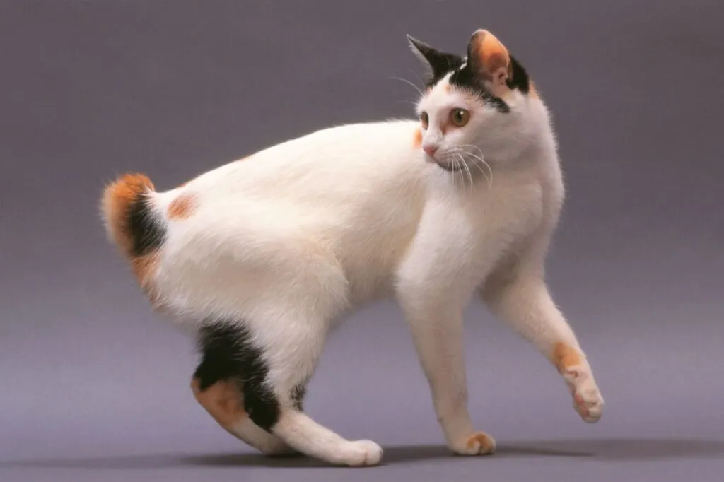 bobtail japonês_2 bobtail japonês tricolor em movimento