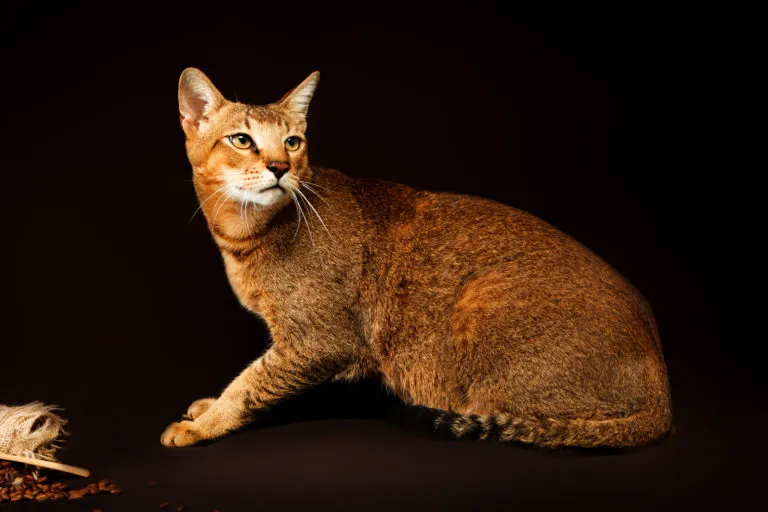 chausie_1 chausie_1