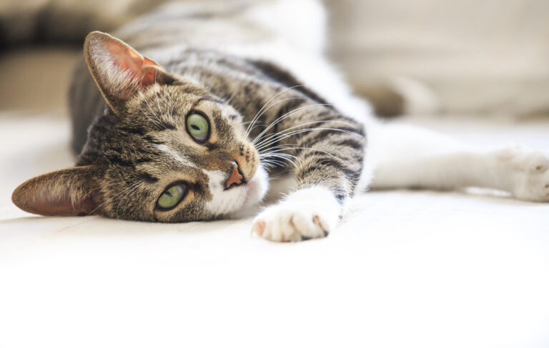 Gato deitado num tapete. A Clamidiose felina é uma doença bacteriana que afeta os olhos dos gatos