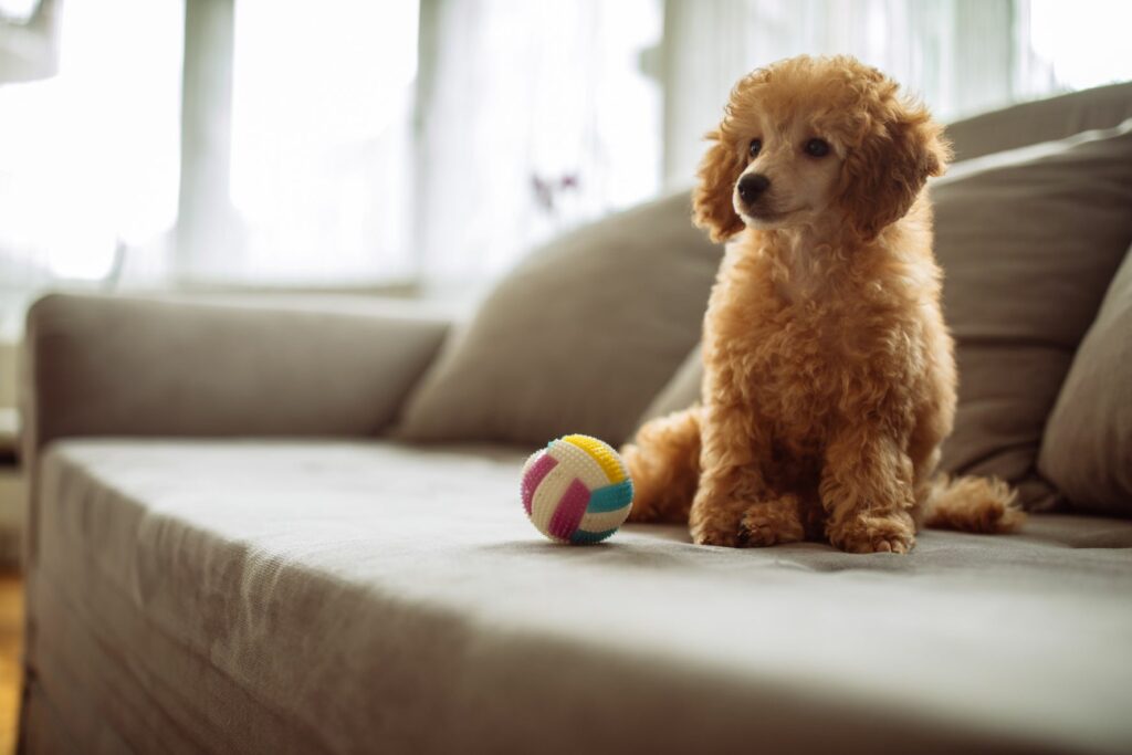 Caniche miniatura castanho sentado no sofá com uma bola