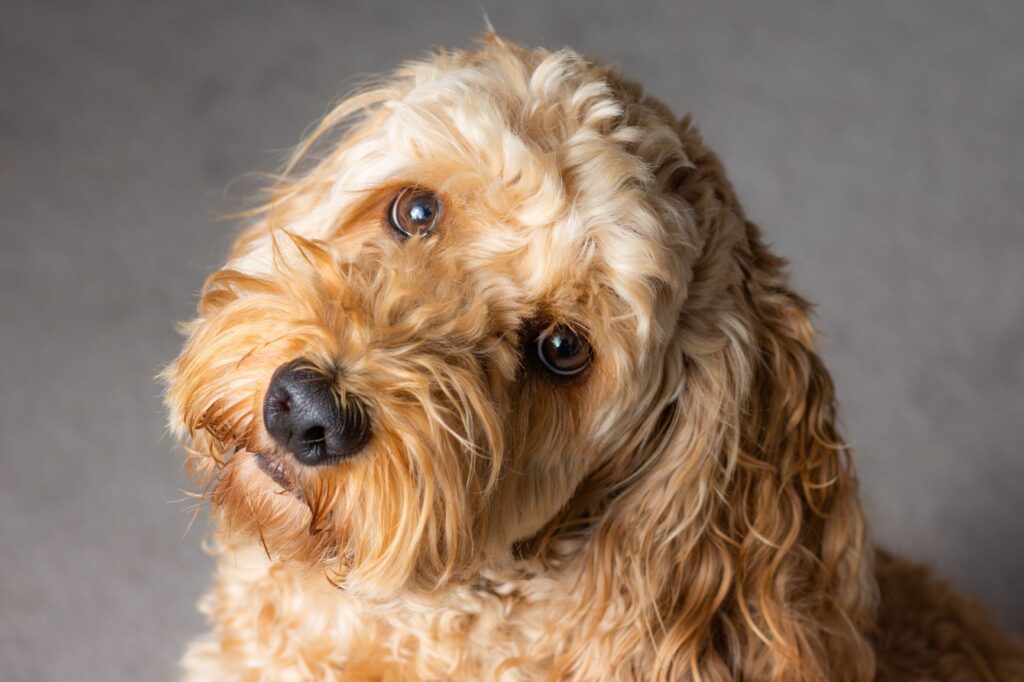 cockapoo a olhar para a câmera