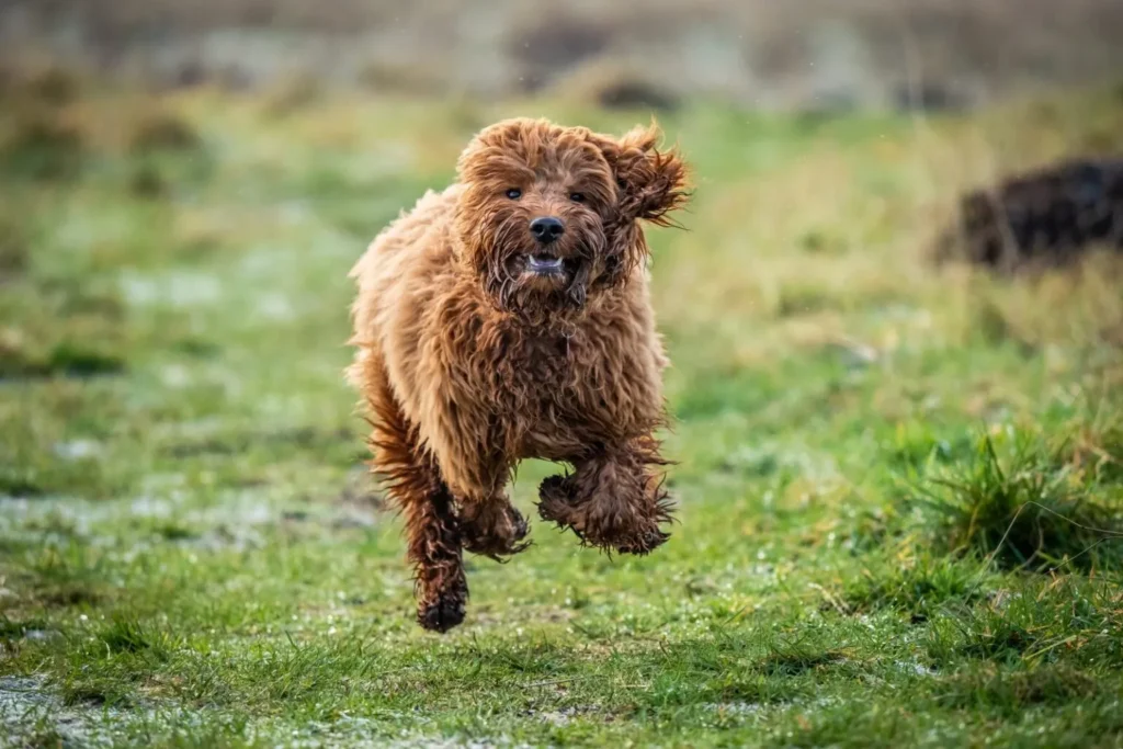 cockapoo a correr no jardim