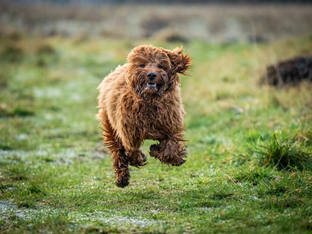 cockapoo em plena corrida no campo