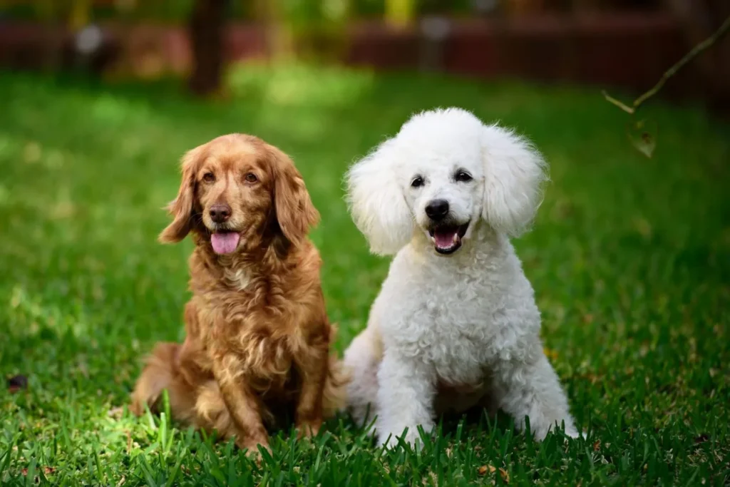 um cocker spaniel castanho e um caniche branco lado a lado na relva