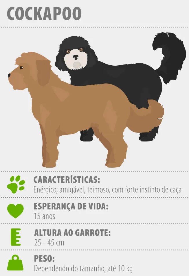 infogr&aacute;fico sobre o cockapoo