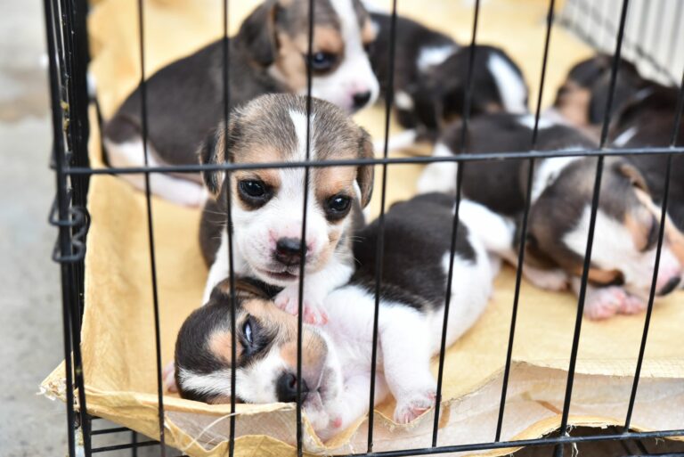 vários cachorros dentro de uma gaiola