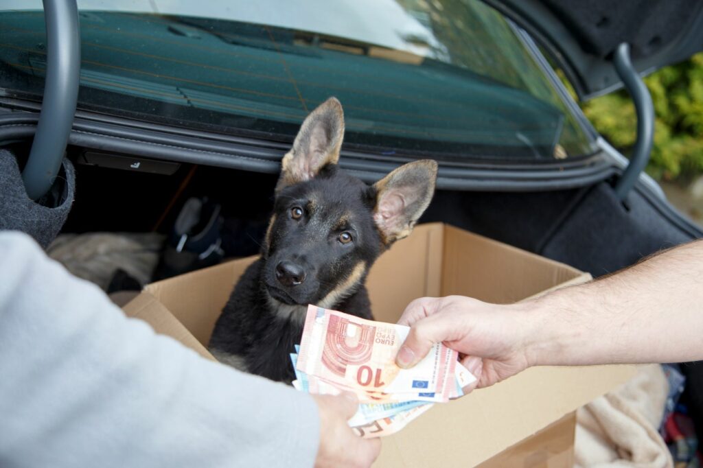 cachorro dentro de caixa de cartão na bagageira de carro e troca de notas entre pessoas