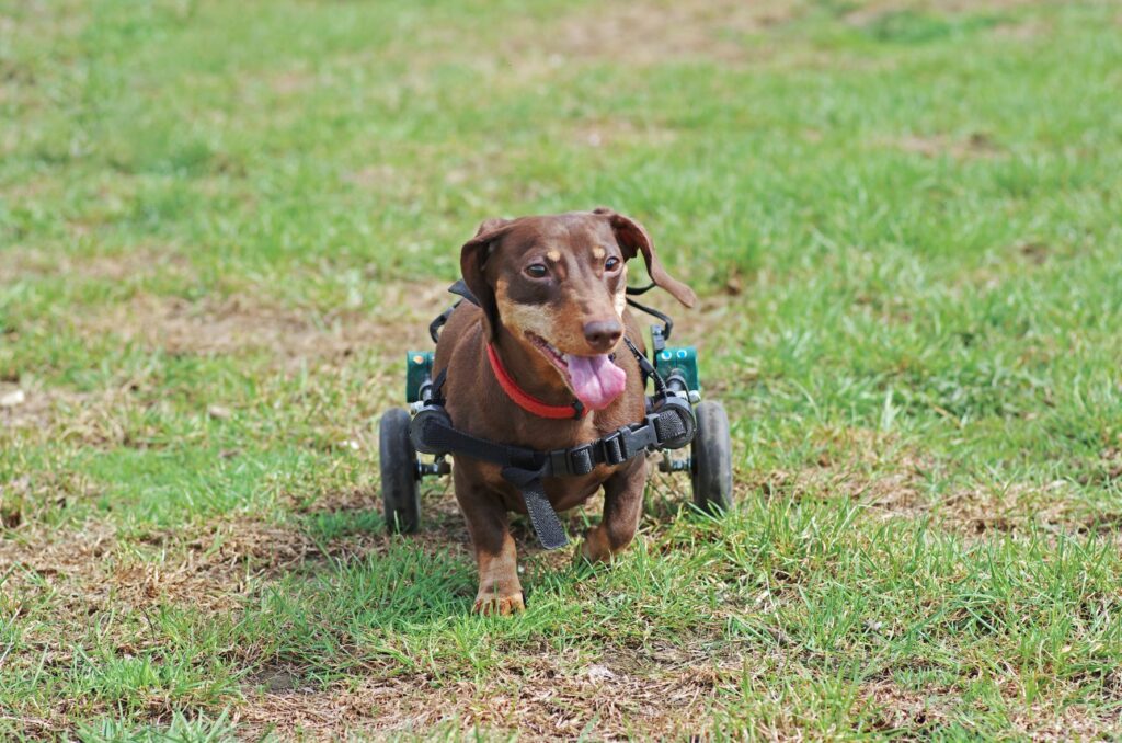 As doenças neurológicas nos cães podem resultar em problemas de mobilidade. Cão em cadeira de rodas na relva.