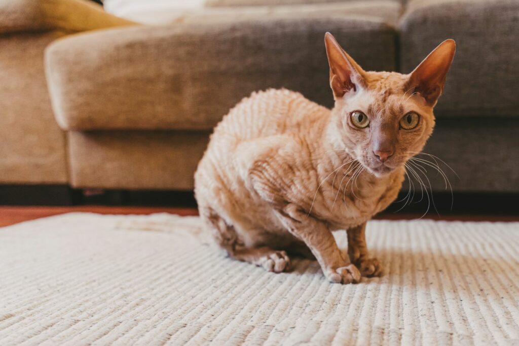 Gato Peterbald num tapete junto ao sofá. Esta é uma das 10 das raças de gatos mais caras