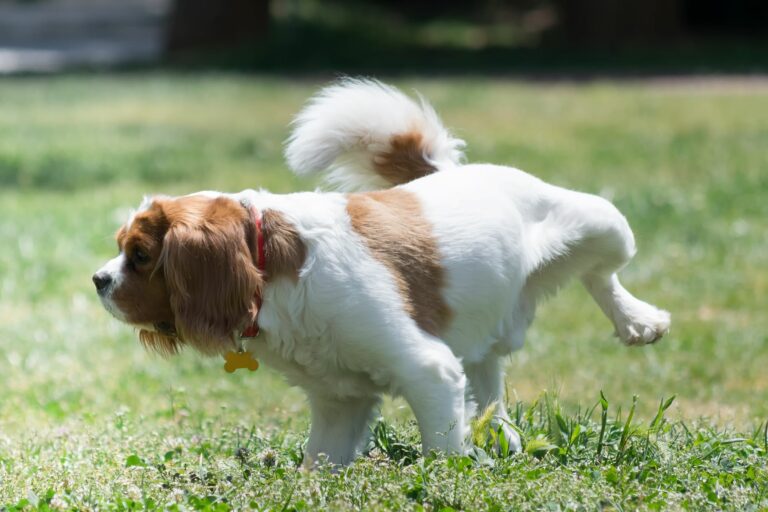 Cão branco e castanho a urinar na relva