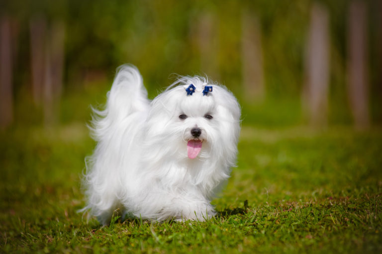 bichon maltês a correr de língua de fora