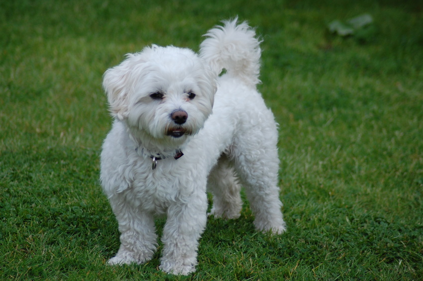 bichon maltês alerta na relva