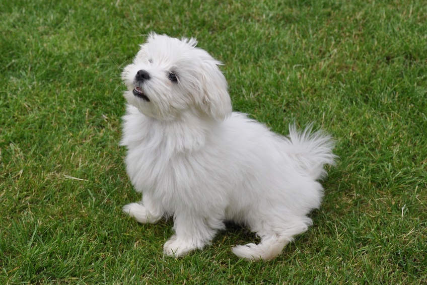 cachorro bichon maltês na relva