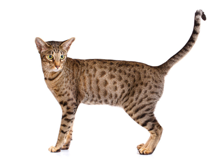 ocicat_1 ocicat_1