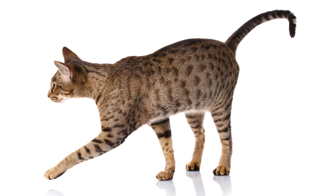 ocicat_2 Ocicat adulto em movimento sobre um fundo branco