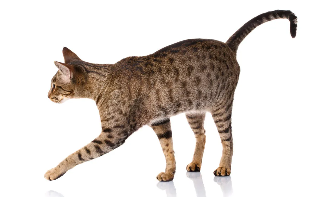 ocicat_2 Ocicat adulto em movimento sobre um fundo branco