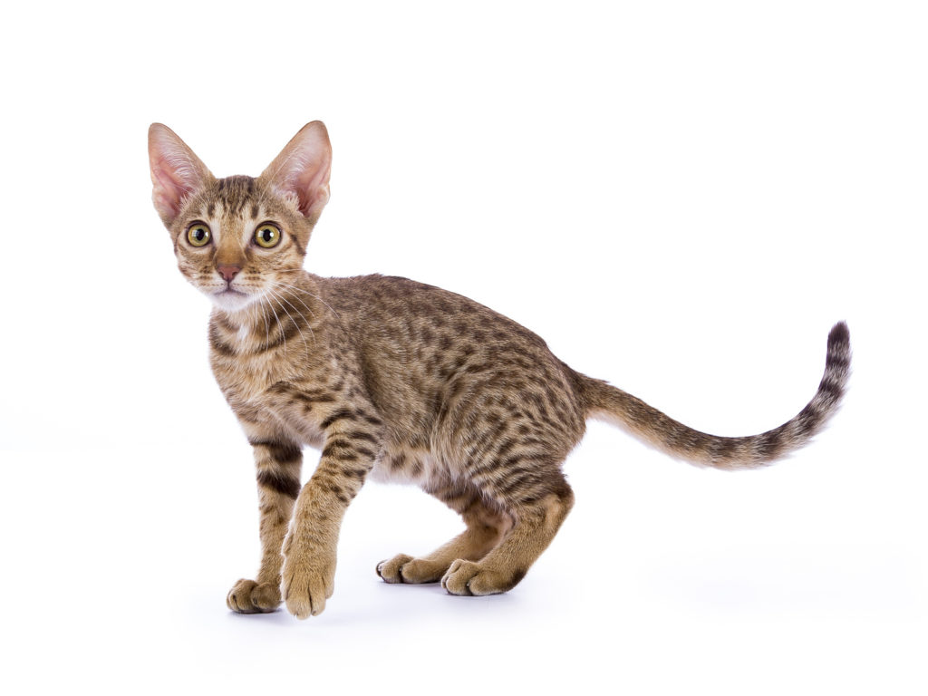 Gatinho ocicat em pé com a cauda levantadasobre fundo branco