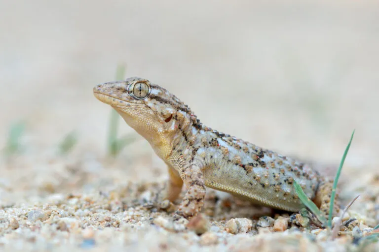 Tarentola mauritanica Osga-comum sobre areia